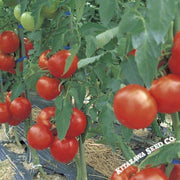 Tomato Seeds - Grandeur - Hybrid