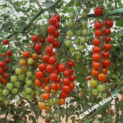 Tomato Seeds - Suncherry Extra Sweet - Hybrid