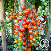 Tomato Supersweet 100 Hybrid Seed