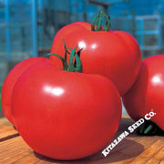 Tomato Seeds - Momotaro Tough Boy 93 - Hybrid