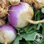 Turnip - Purple Top White Globe Garden Seeds