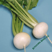 Turnip Seeds - Tennouji Kabura