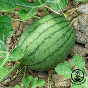 Watermelon Seeds - Florida Giant