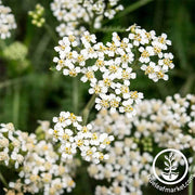 Yarrow White Herb Flower Seeds - Achillea